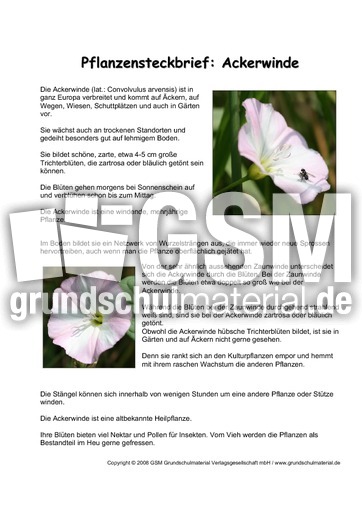 Pflanzensteckbrief-Ackerwinde.pdf